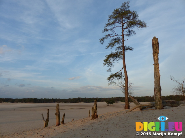 FZ025012 Tree stumps in sand dunes